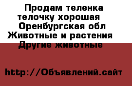 Продам теленка телочку хорошая  - Оренбургская обл. Животные и растения » Другие животные   